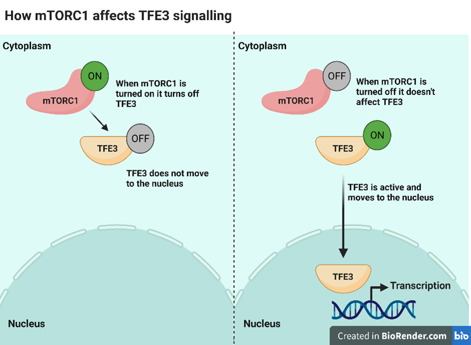 When mTORC1 is turned on it turns off TFE3 signalling. TFE3 does not move to the nucleus.  